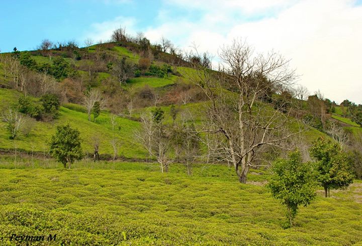 طراحی ویلا در لاهیجان در زمین های شیبدار